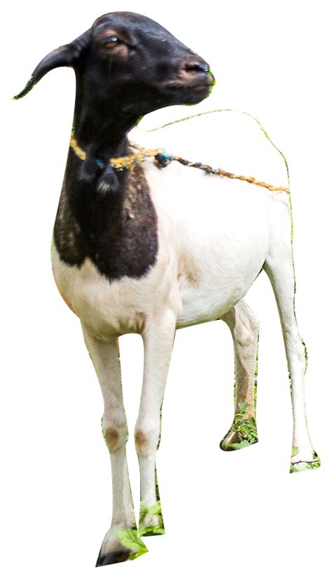 charity goat gift|Donate Farm Animals as a Charitable Gift .